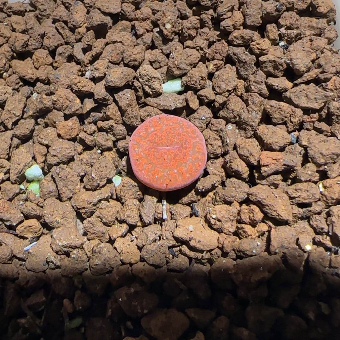 肉锥多肉植物百科-ap正红色酒红勋章795