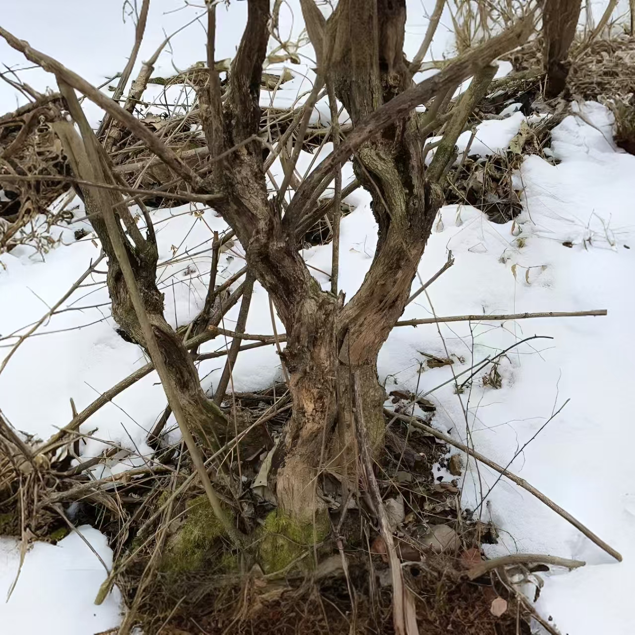 太行山脉百年黄荆