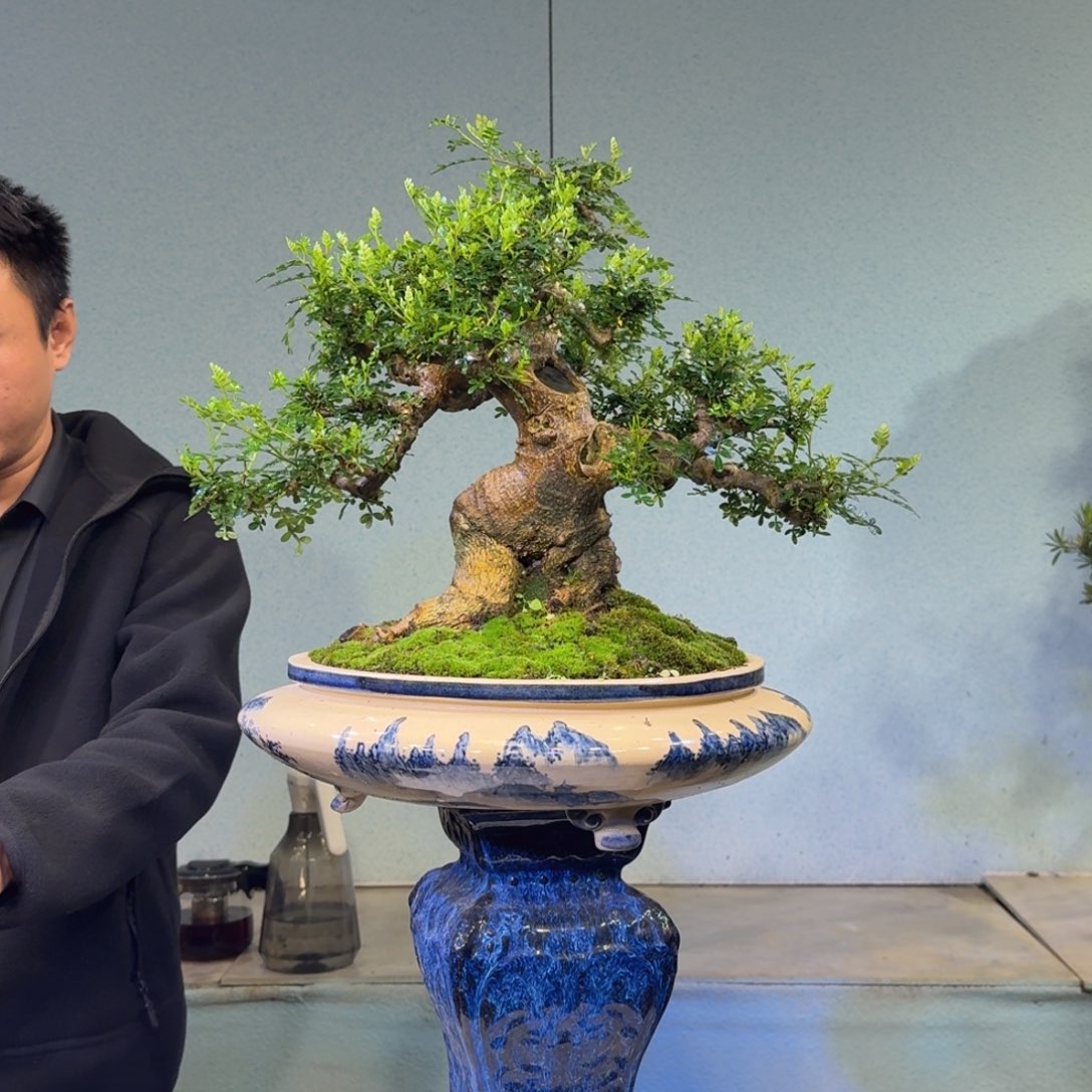 ****无花朵清香胡椒木盆景