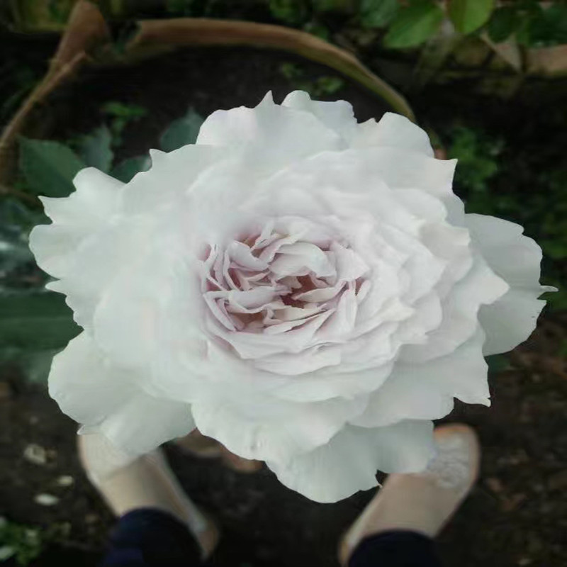 加百列大天使灌木月季扦插浓香多季节丰花玫瑰花苗