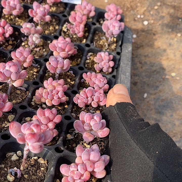 170 多肉植物盆栽花卉