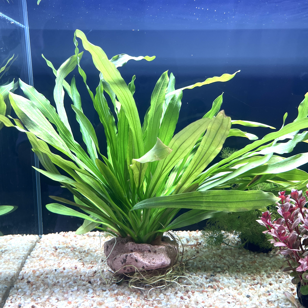 三孔火山石大叶九皇冠水草