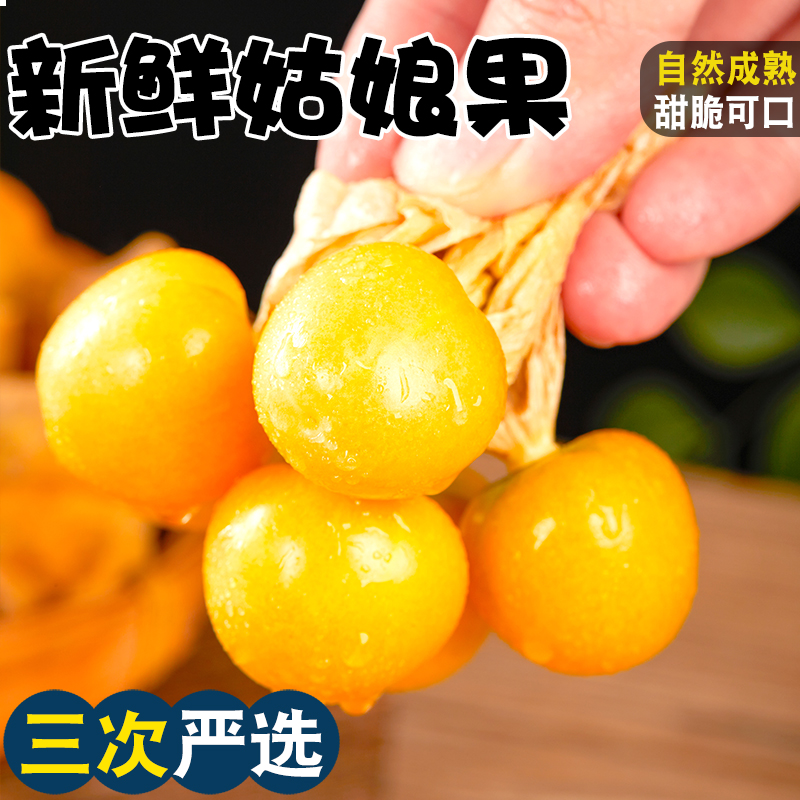【大果】姑娘果新鲜大果特产水果灯笼果小金豆云南甜黄菇娘果整箱