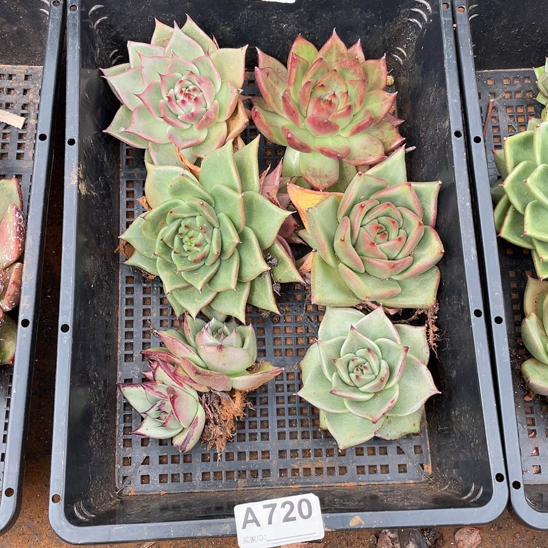 若如东云框拍A720