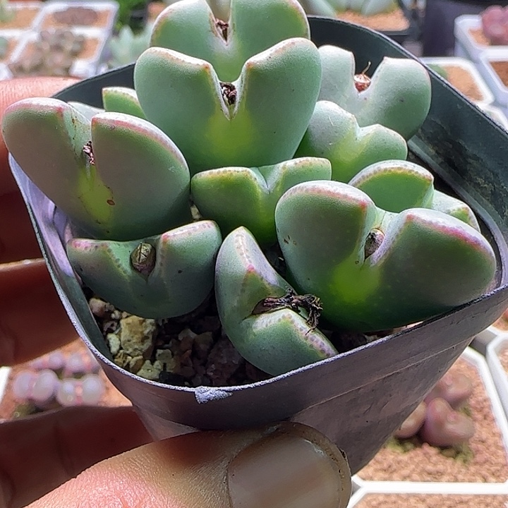 开播福利活动。  858