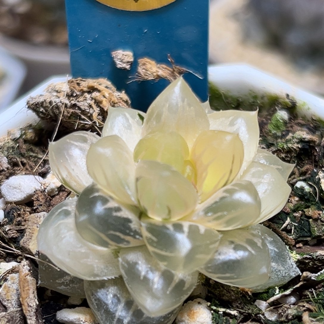 恭喜发财大吉大利0060水中月糊斑