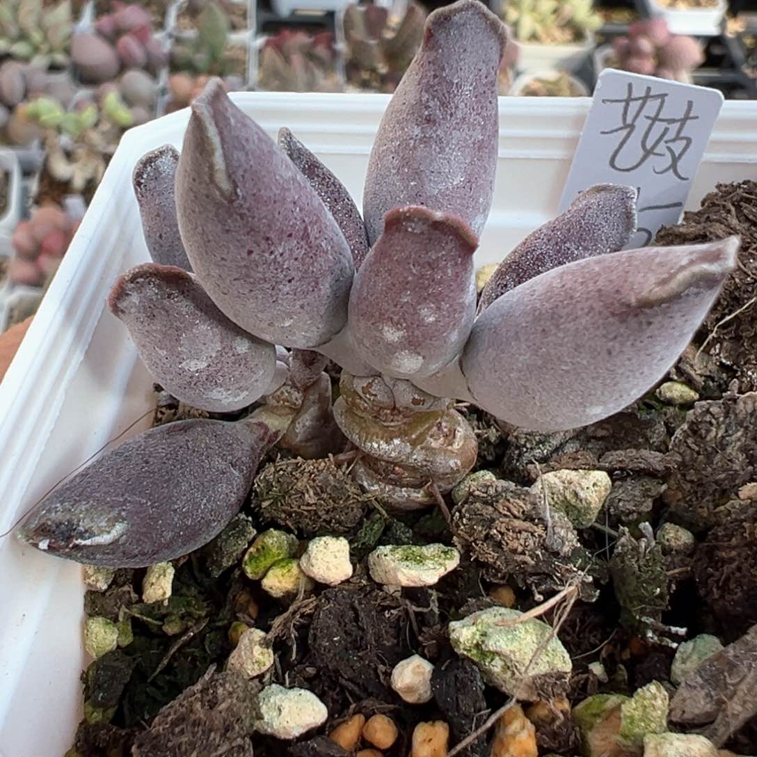 艺妓海豹多肉植物水泡