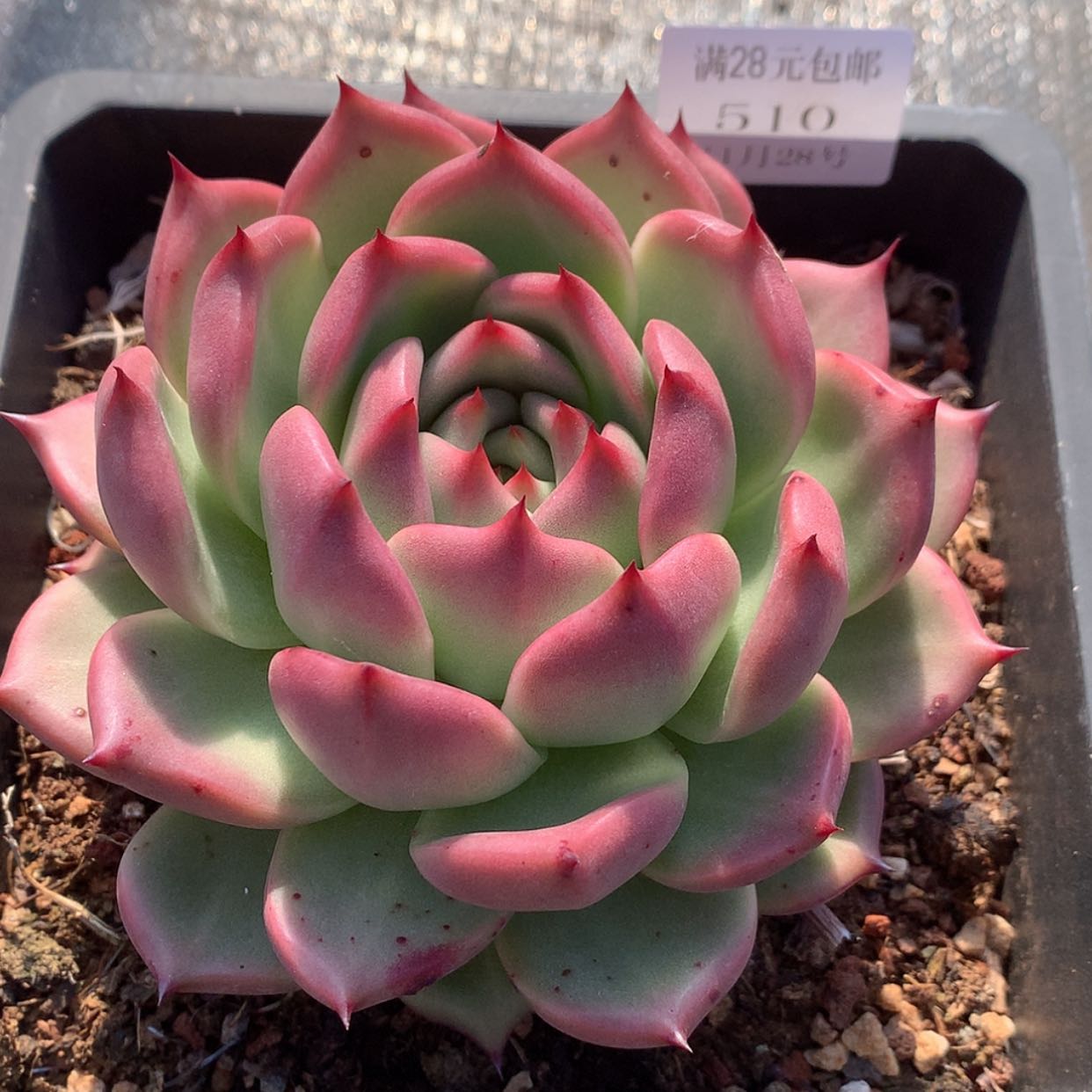 【闪购商品】云510号缇拉姆14厘米