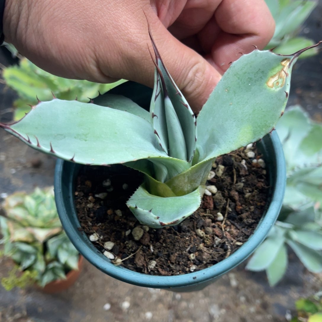 福克斯龙舌兰侧芽