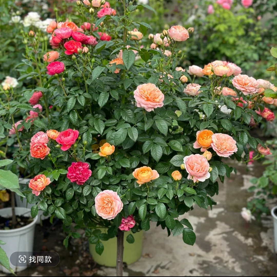 清地树桩月季花树绿植盆栽阳台庭院好养活