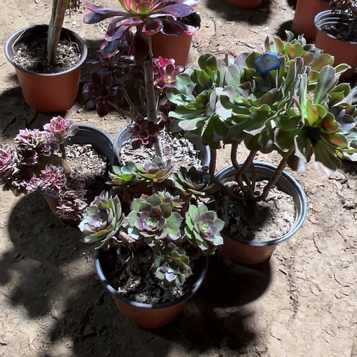 710多肉植物组合瑕疵特价，