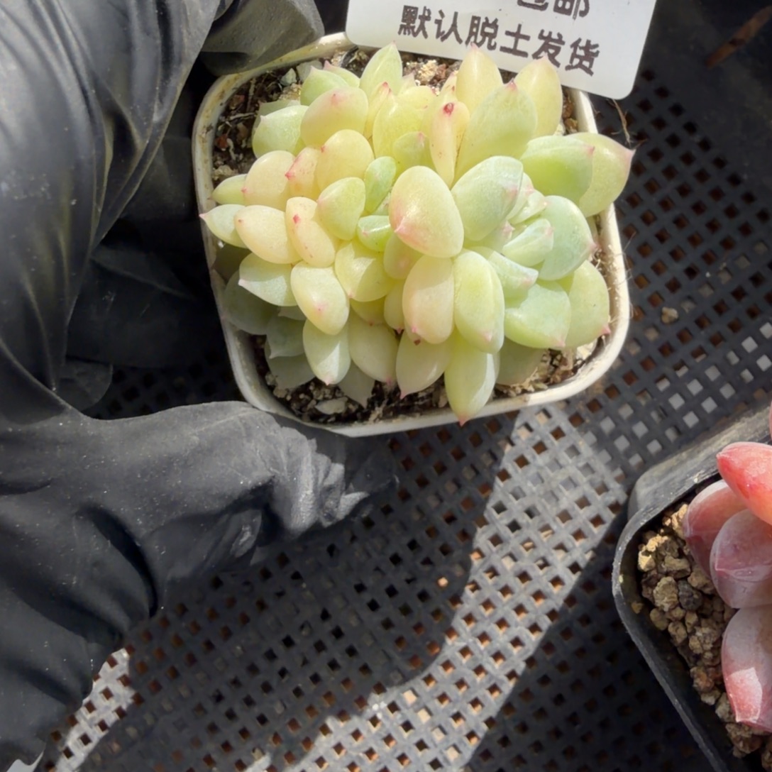东篱下多肉植物86