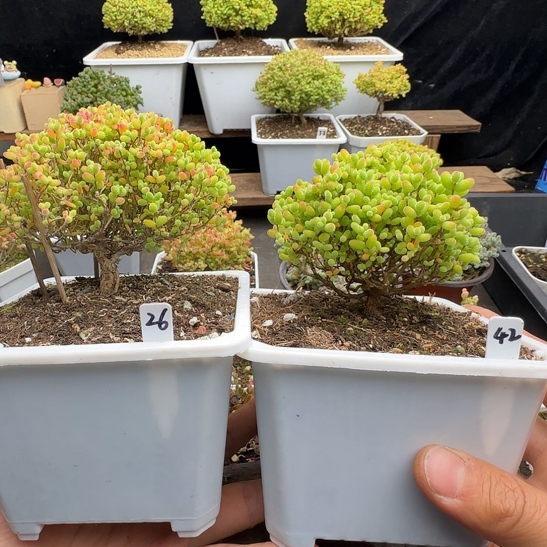 亦***暮金桔糖球枝干番杏专拍