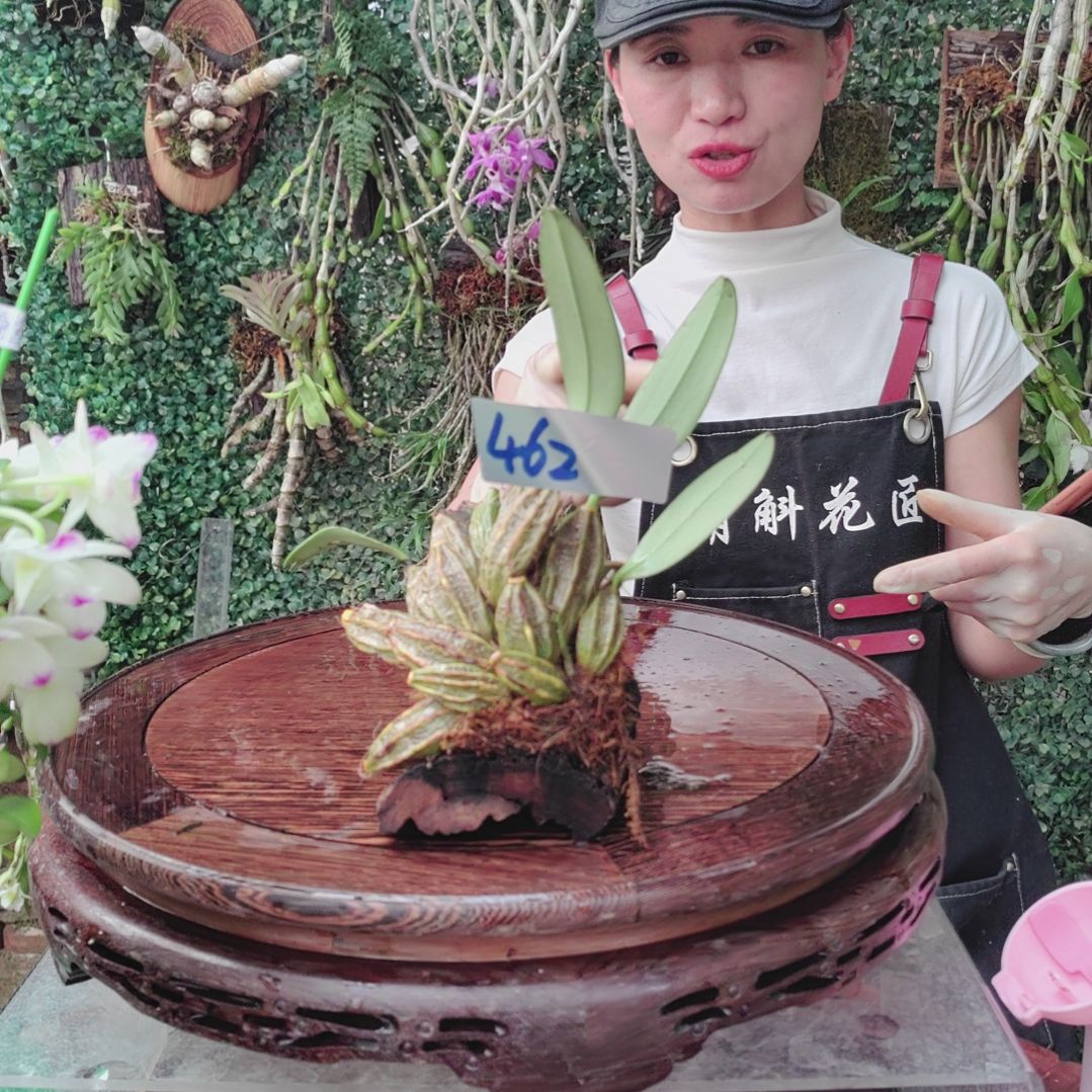 462泰聚花卉植物微景观