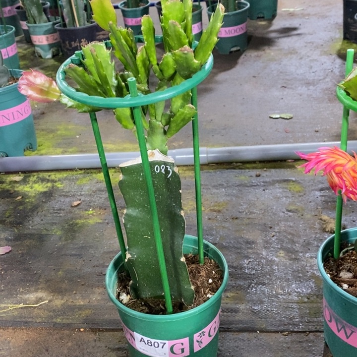 大部分花苞少量开放807嫁接083