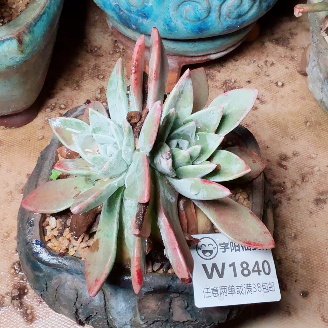 1840泡芙苹果叶多肉