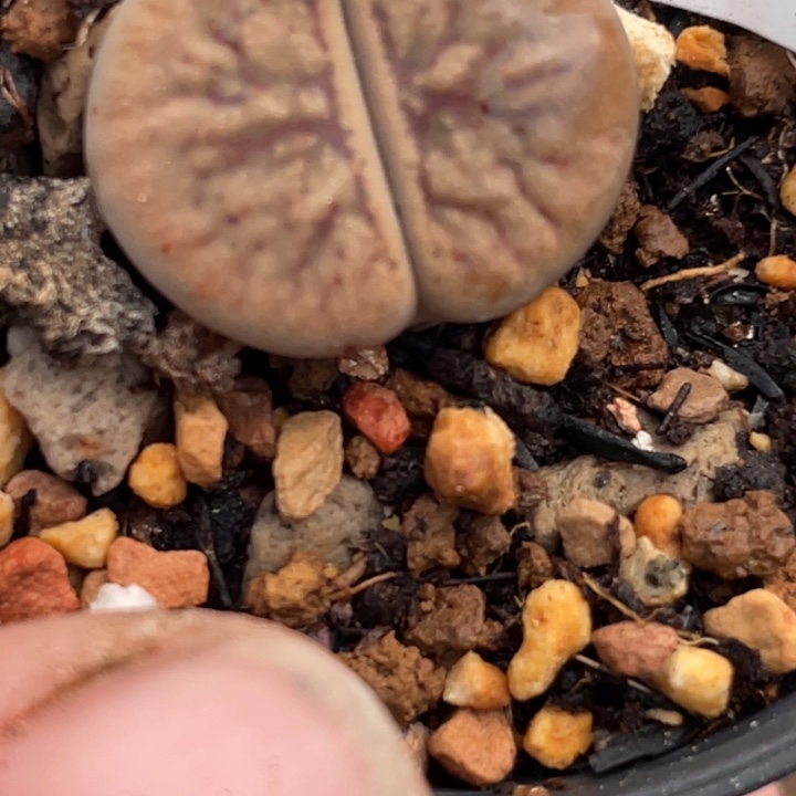 418极品线富贵母本带盆