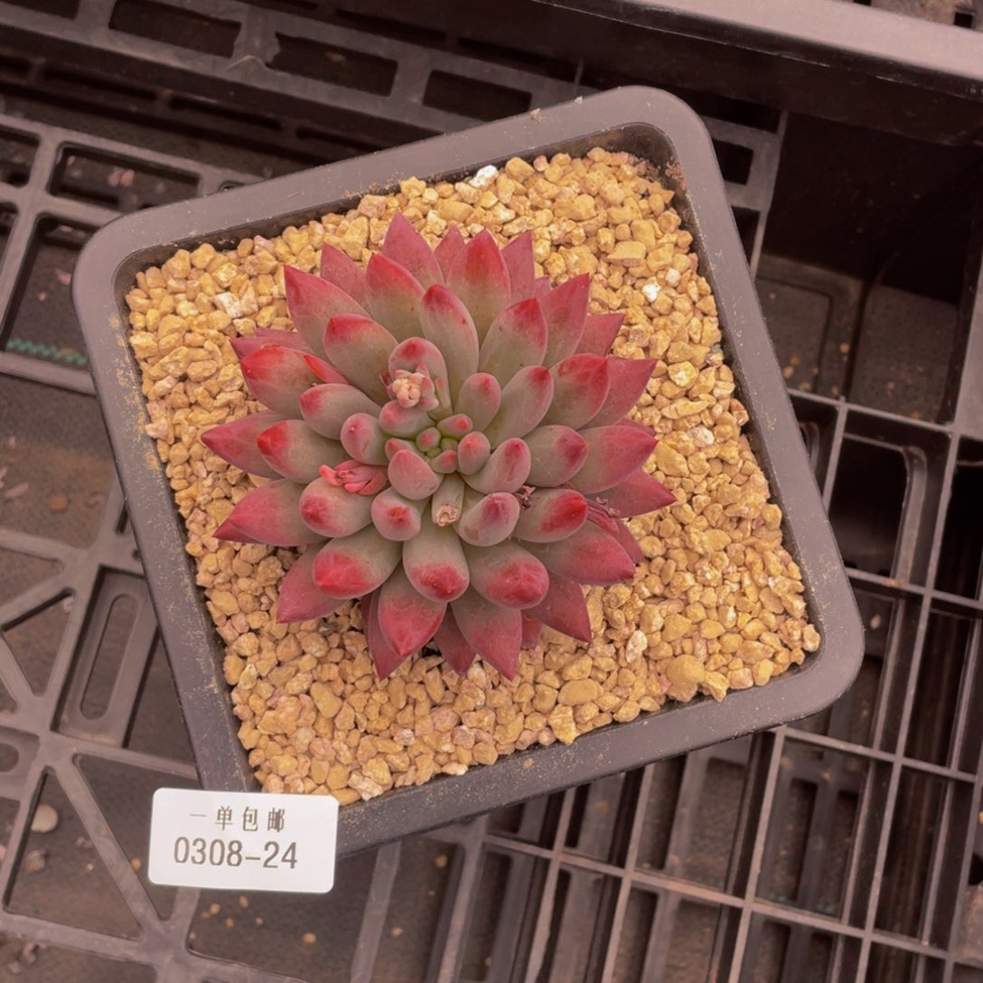 萱*0308-24-百媚生。。。。。。