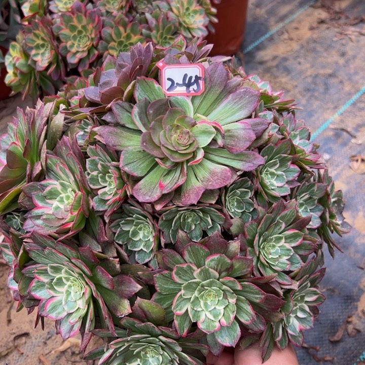 莲花座多肉植物2-45