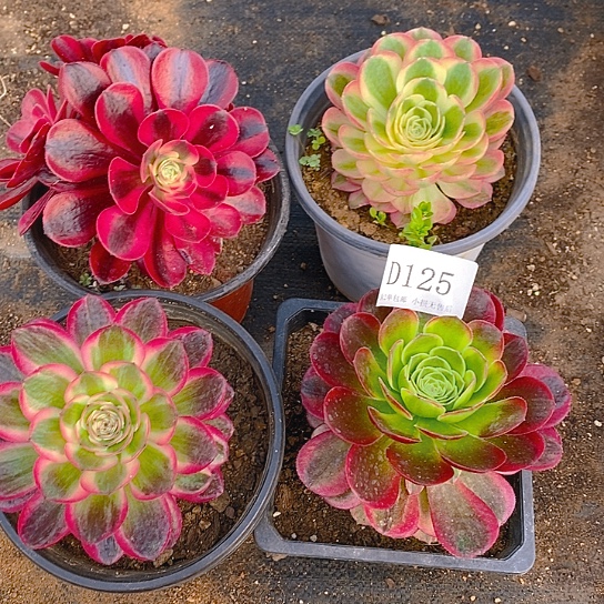 125美杜莎玉姿奶白倾城多肉4颗