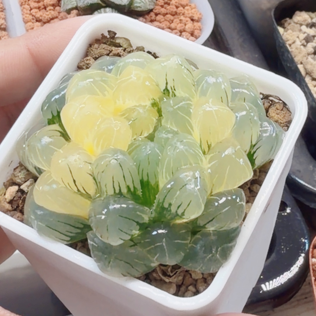 十二卷实生冰灯锦福利