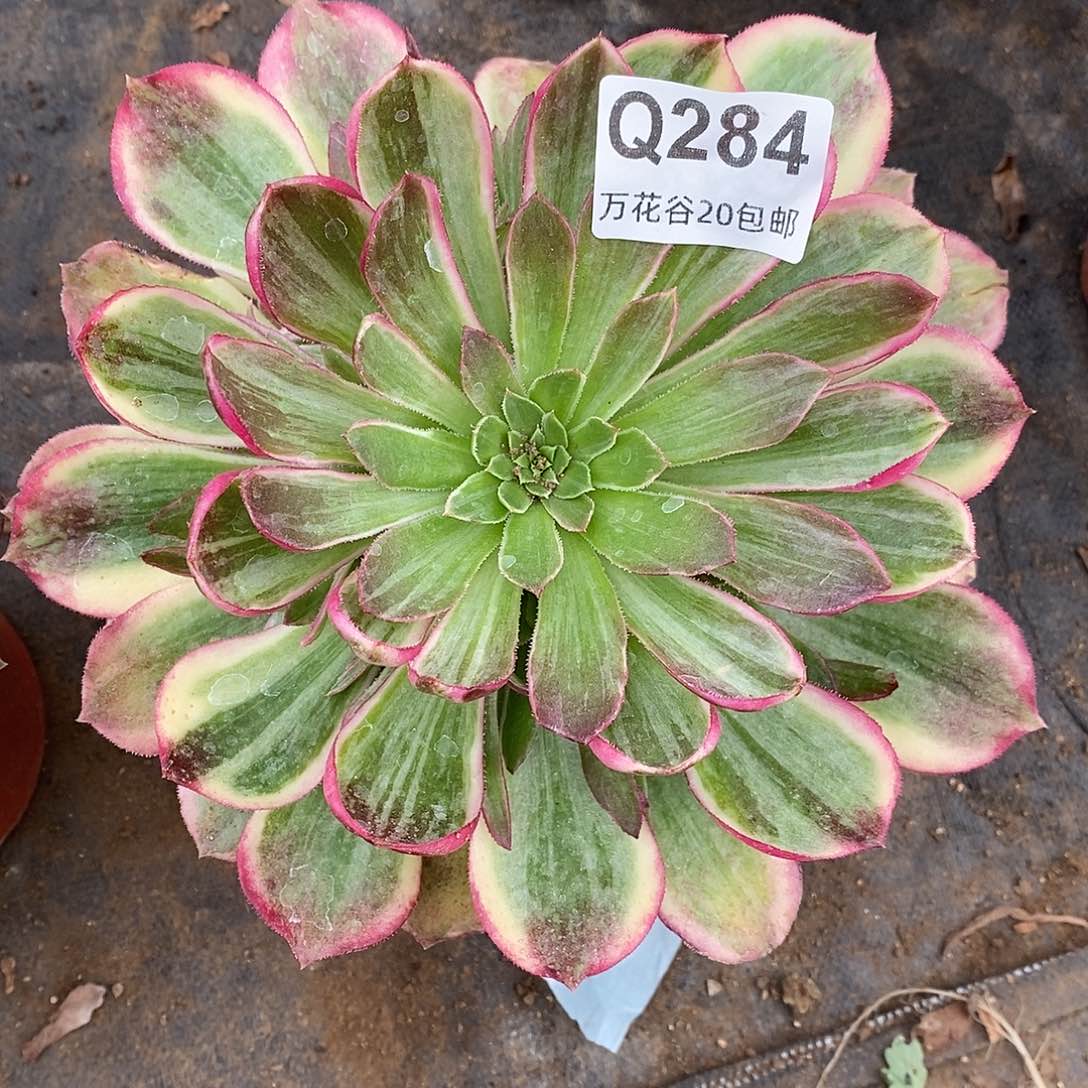 284万彩灯多肉植物