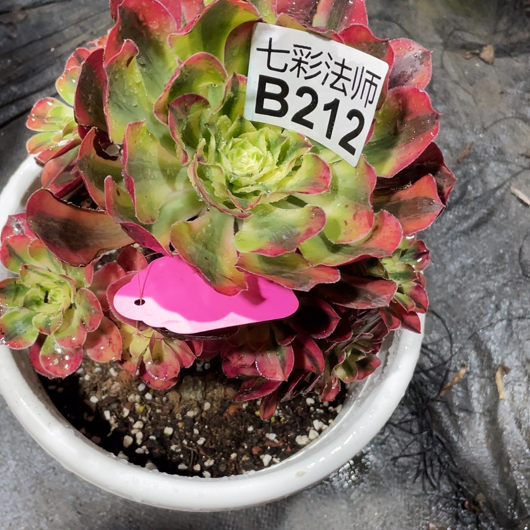 用***猫暖暖法师B212–爱丽丝80福利福利