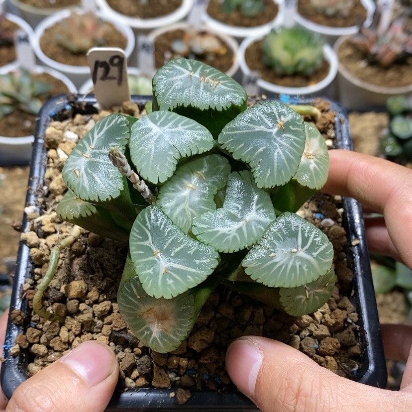 【闪购商品】129翠星