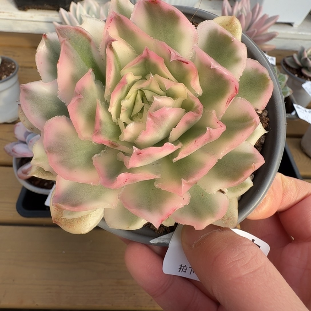 紫蝴蝶锦1111122-46