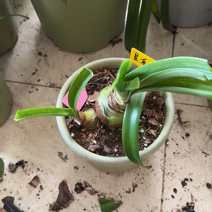 无花朵星系6+带2侧，裸球发货