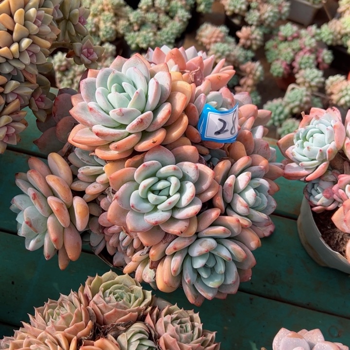 28冷香平平安安健健康康