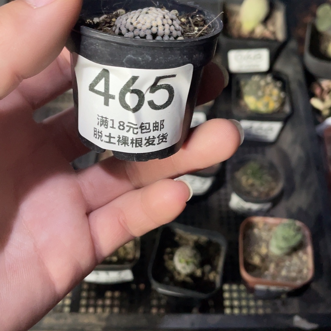 465松针牡丹（满18包邮）