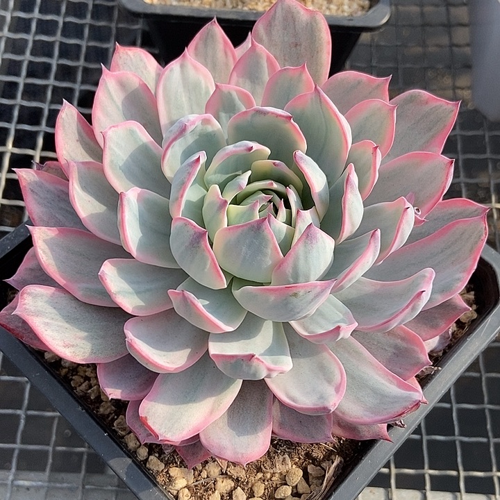 劳伦斯锦多肉植物