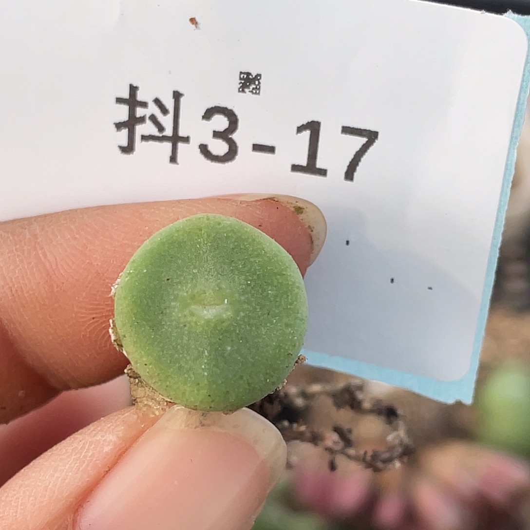 3-17毛钮扣多肉植物