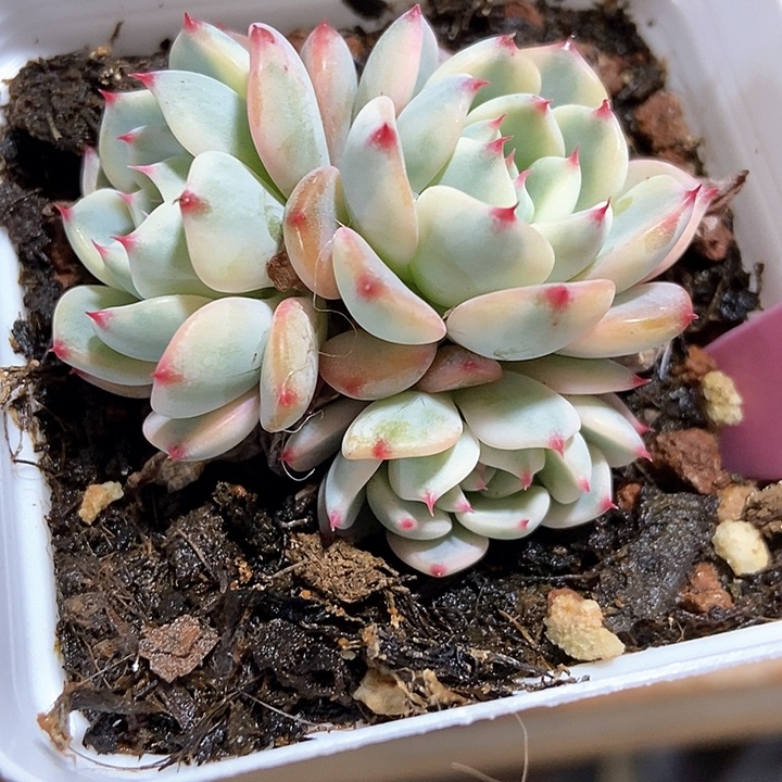 多肉植物忌廉锦939