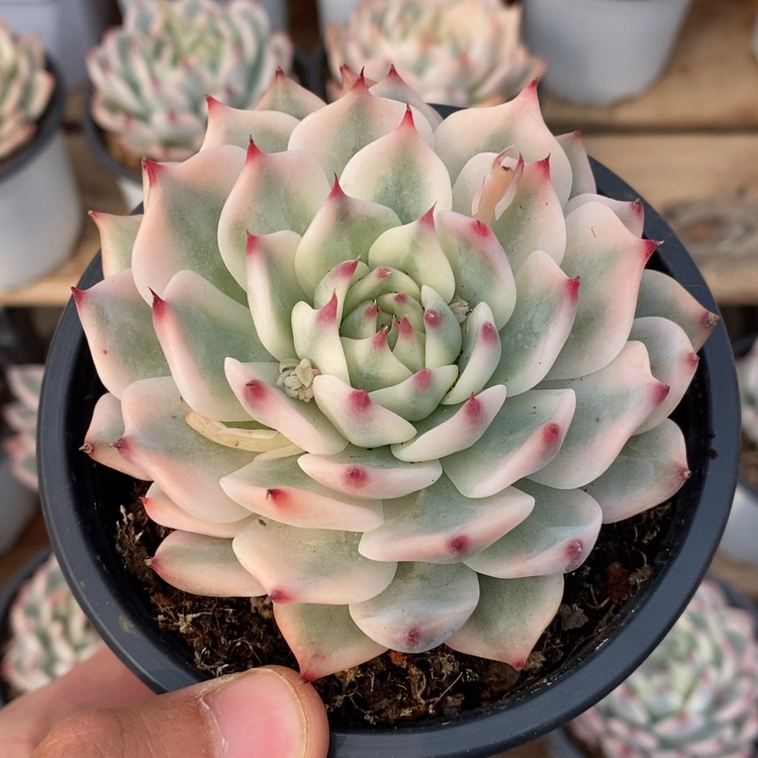 4*吉娃娃锦多肉植物