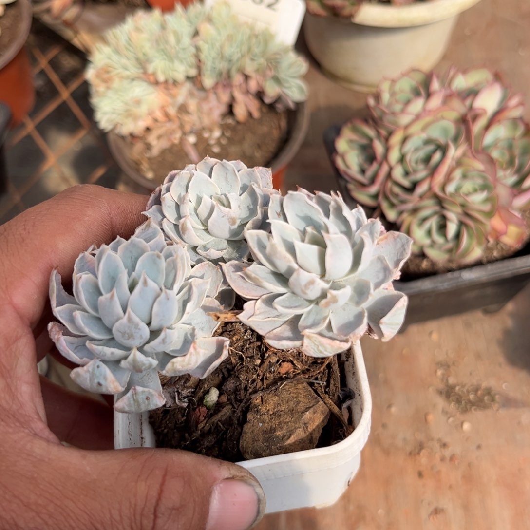 多肉植物的生长发育规律与