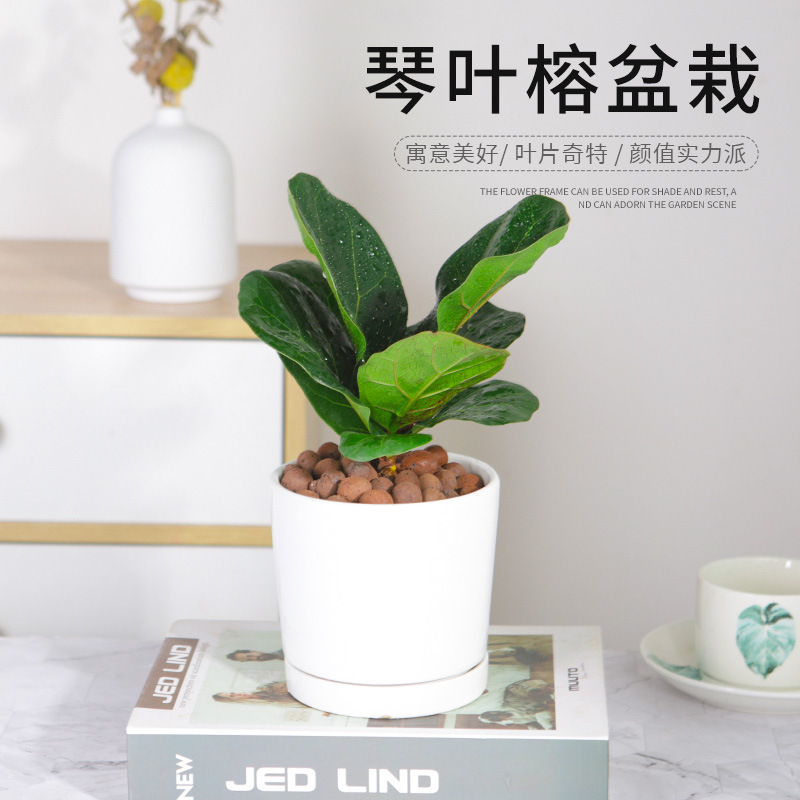 北欧风ins琴叶榕小盆栽室内耐阴绿植办公室桌面易养创意水培植物
