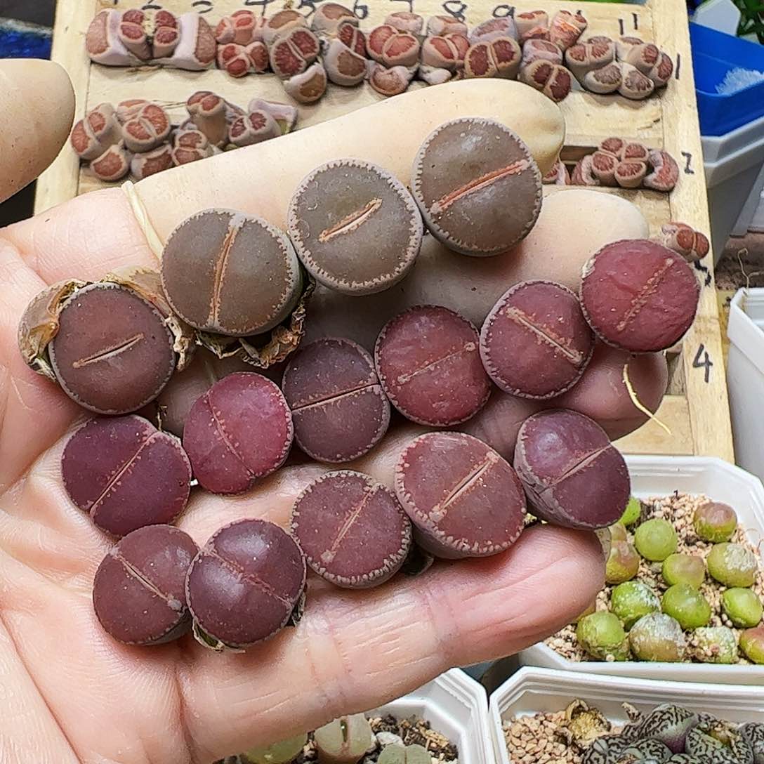  KO➕和田福利出无售后