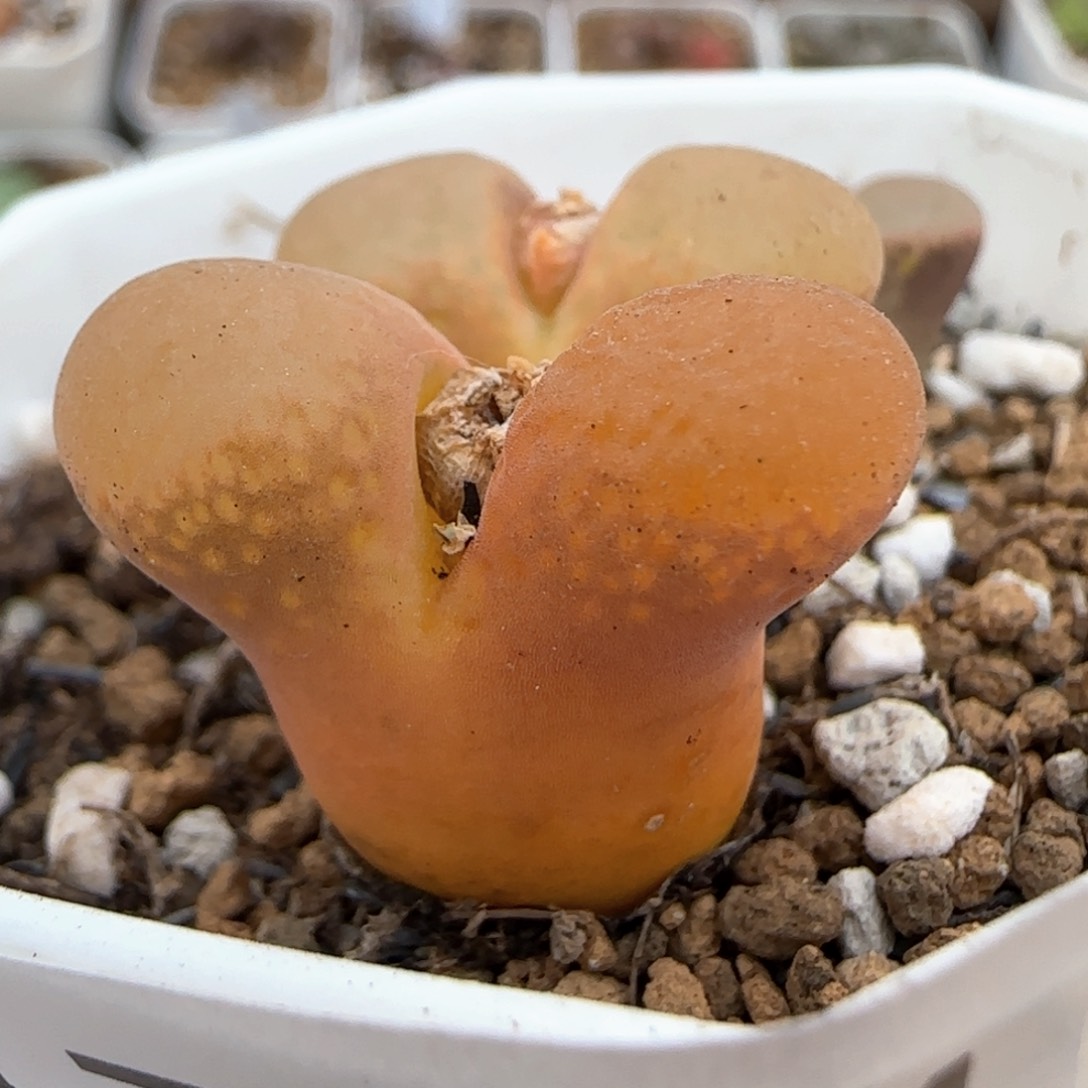 2。19。 7004。 大型红风铃。清盒。 