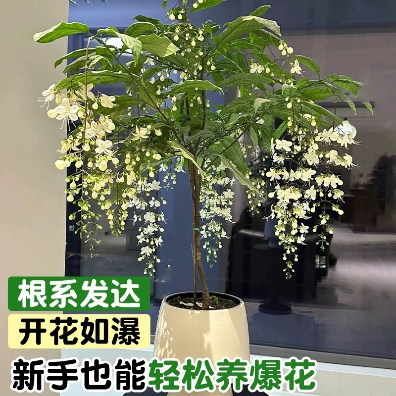 泰国垂丝茉莉（带花丝）绿植花卉室内观赏盆栽年宵花开花仙气飘飘