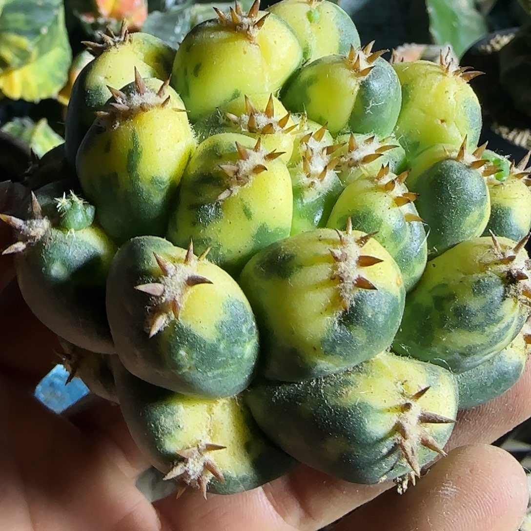 象牙锦仙人球开花了