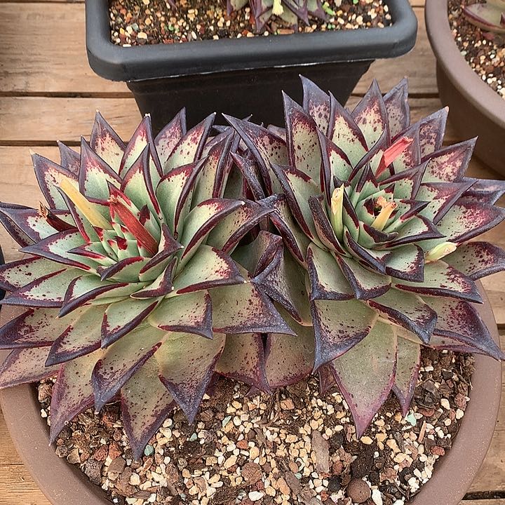 美肉特价把活动开始啦