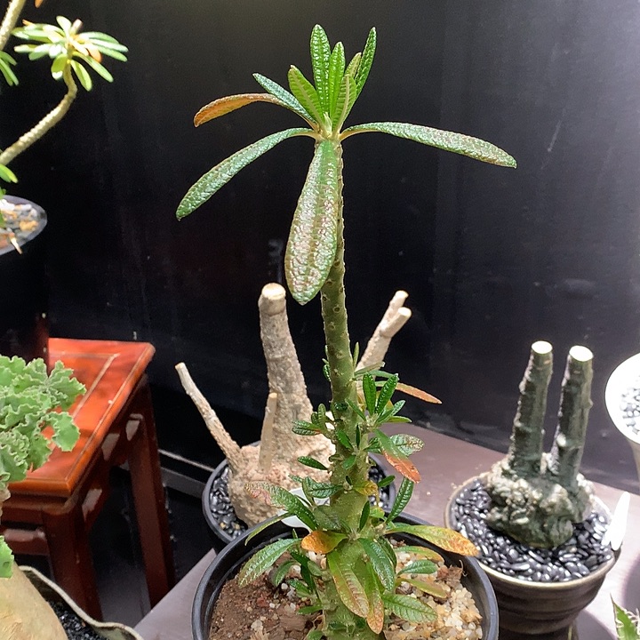 26巨琉珊哈哈哈哈哈哈哈