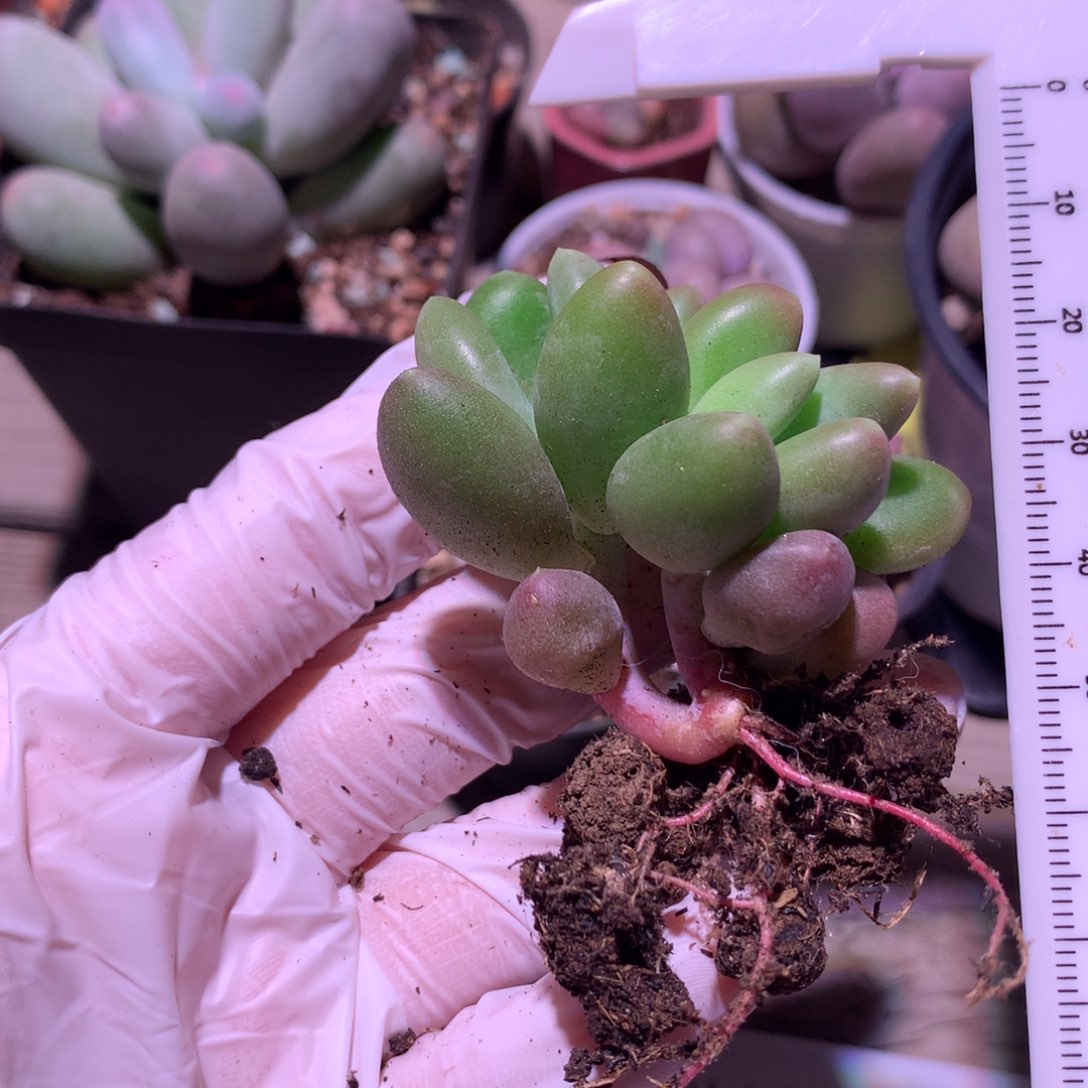 芒果奶酪多肉芒果奶