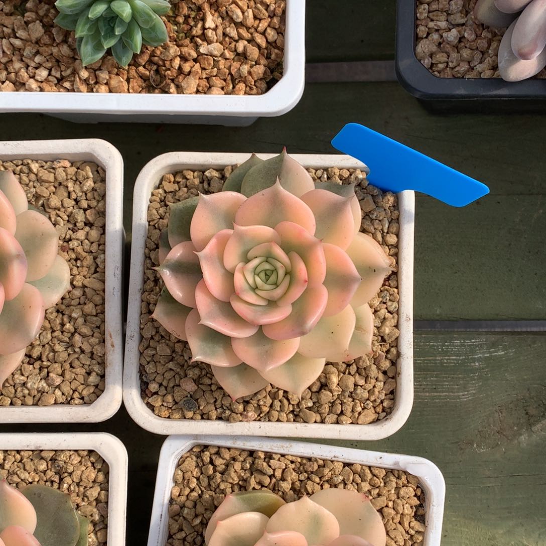 贝加尔湖锦  一颗    