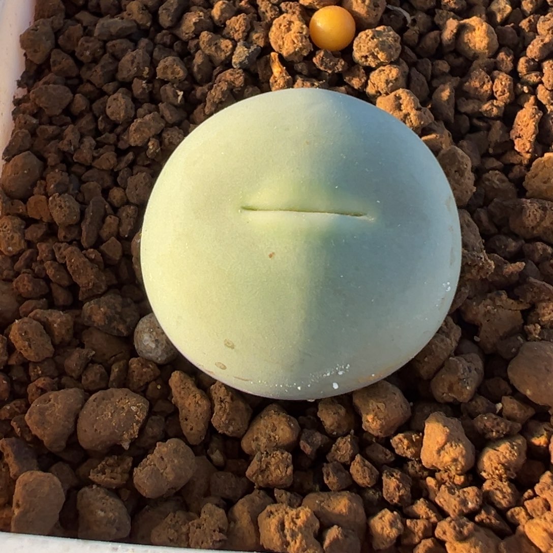 017多肉植物种类多样