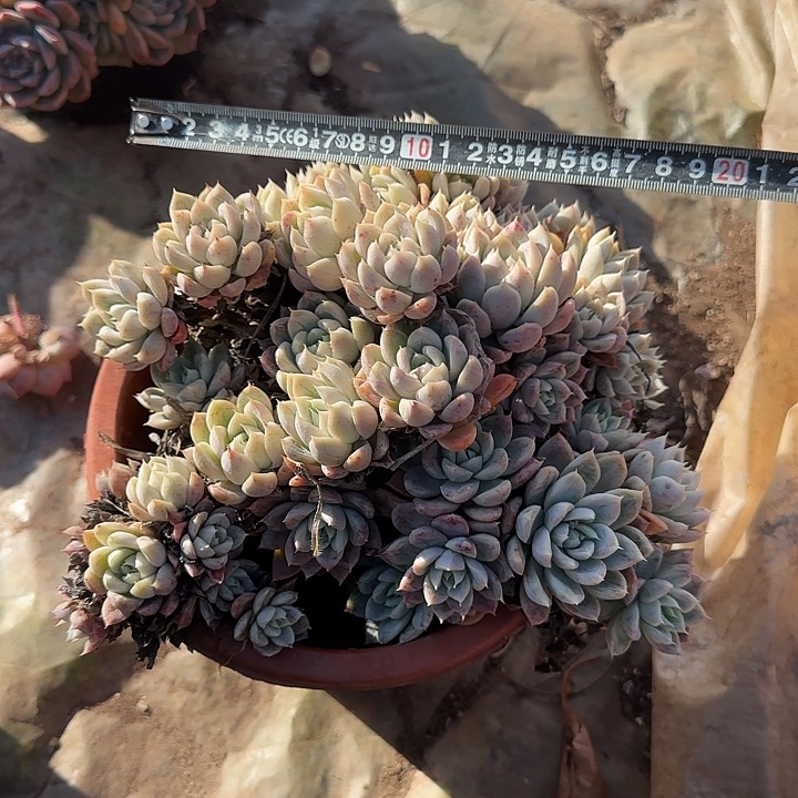 丽莎663 多肉植物一物一拍