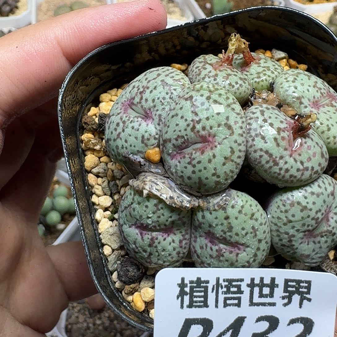 多肉植物的润泽fbn