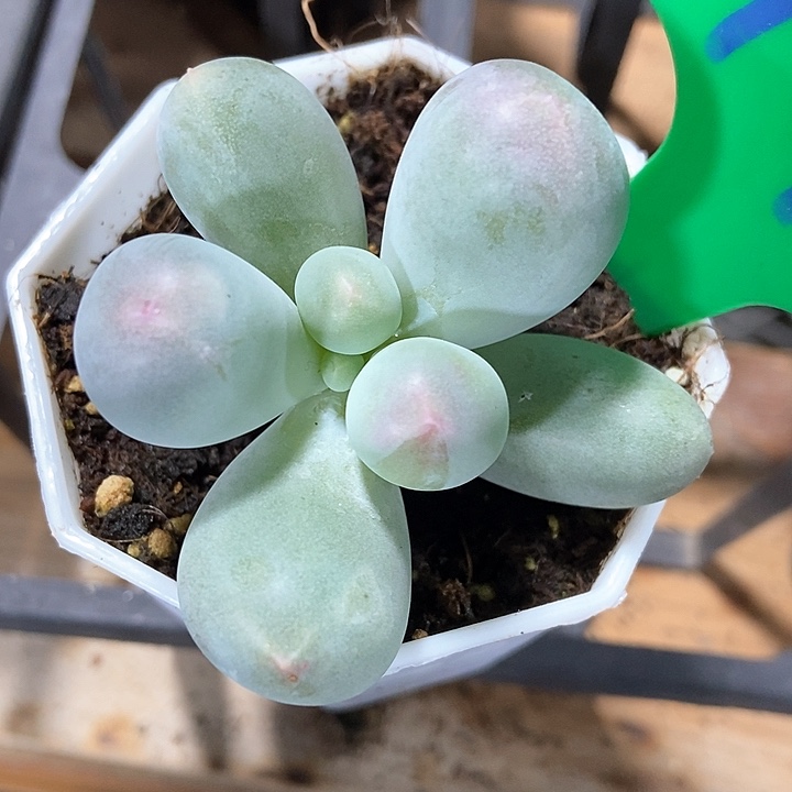 多肉植物米可791